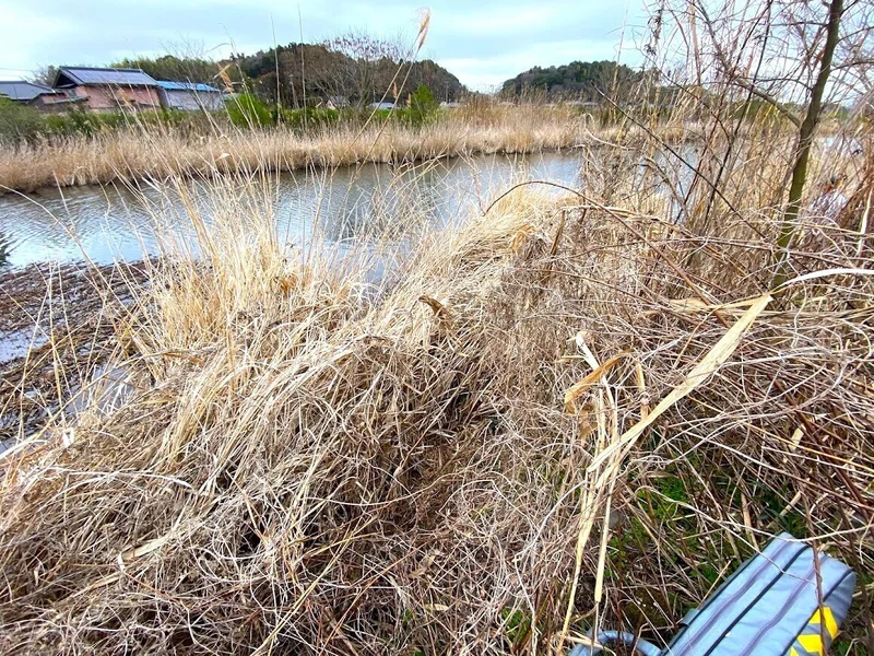 春先の亀成川の川岸