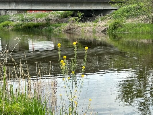 神崎川河原の菜の花