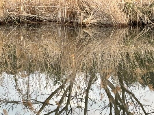 水面に立つへら浮き