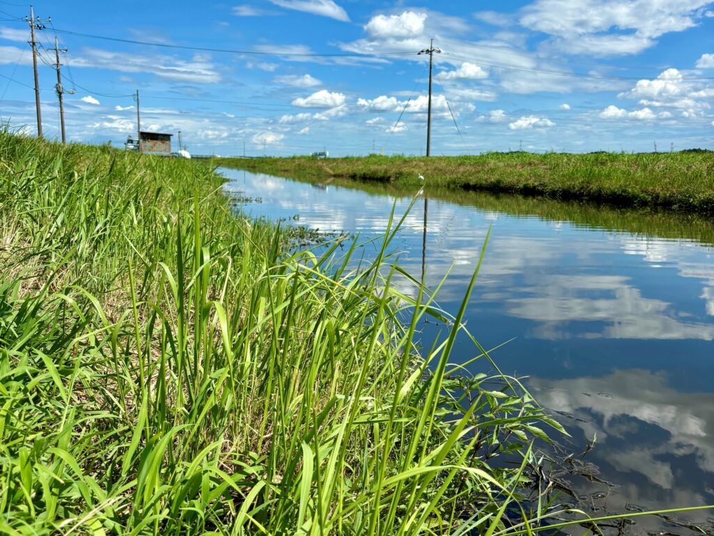 夏の水路のへらぶな釣り場